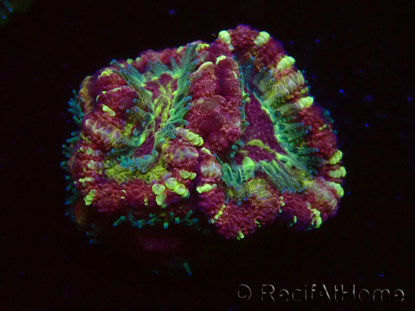 WYSIWYG Micromussa lordhowensis (ehemals Acanthastrea)