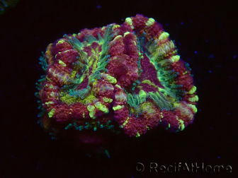 WYSIWYG Micromussa lordhowensis INDO (ex Acanthastrea) 25E10