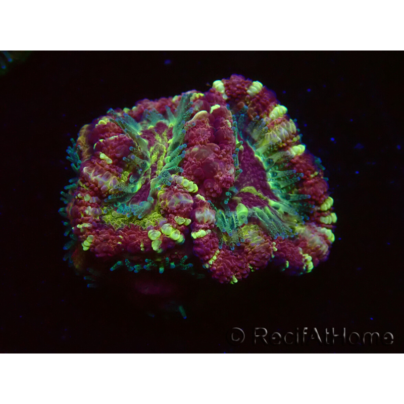 WYSIWYG Micromussa lordhowensis (antes Acanthastrea)