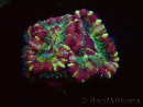 WYSIWYG Micromussa lordhowensis (formerly Acanthastrea)