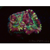 WYSIWYG Micromussa lordhowensis INDO (ex Acanthastrea) 25E10