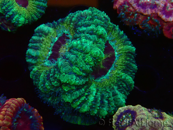 WYSIWYG Micromussa lordhowensis (ex Acanthastrea)
