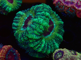 WYSIWYG Micromussa lordhowensis (formerly Acanthastrea)