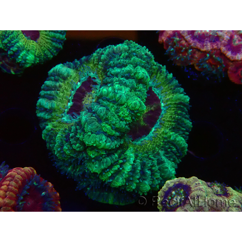 WYSIWYG Micromussa lordhowensis (antes Acanthastrea)