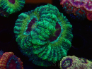 WYSIWYG Micromussa lordhowensis (formerly Acanthastrea)