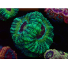 WYSIWYG Micromussa lordhowensis INDO (ex Acanthastrea) 25F1