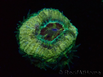 WYSIWYG Micromussa lordhowensis (formerly Acanthastrea)