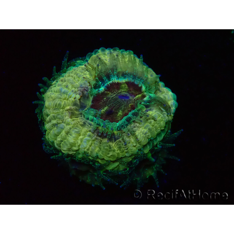 WYSIWYG Micromussa lordhowensis INDO (ex Acanthastrea) 25F4