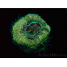 WYSIWYG Micromussa lordhowensis INDO (ex Acanthastrea) 25F4