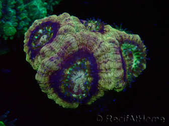 WYSIWYG Micromussa lordhowensis INDO (ex Acanthastrea) 25F7