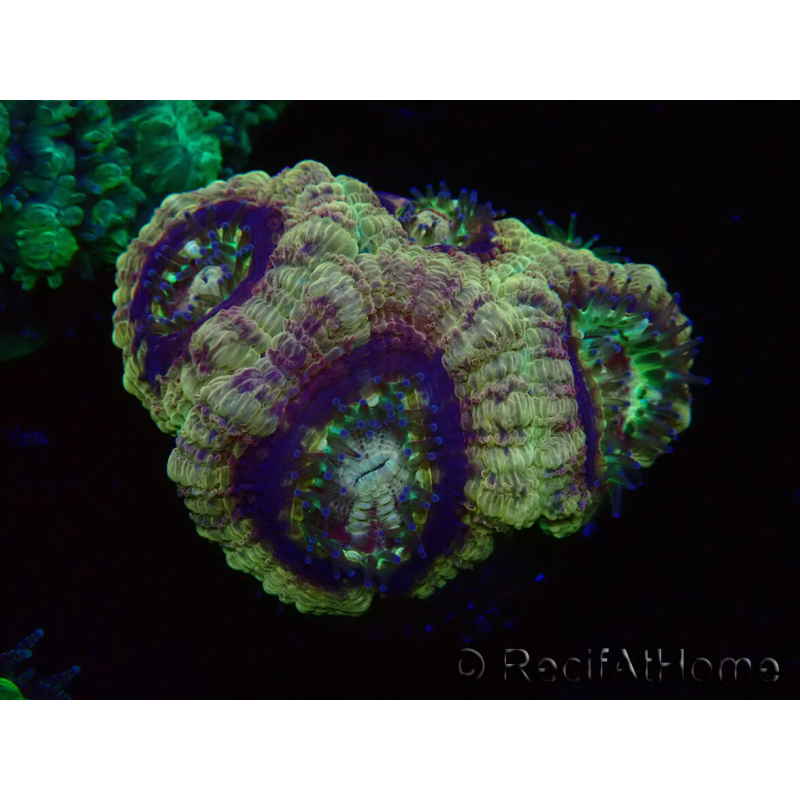 WYSIWYG Micromussa lordhowensis INDO (ex Acanthastrea) 25F7