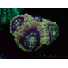 WYSIWYG Micromussa lordhowensis INDO (ex Acanthastrea) 25F7