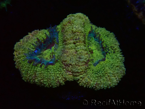 WYSIWYG Micromussa lordhowensis (formerly Acanthastrea)