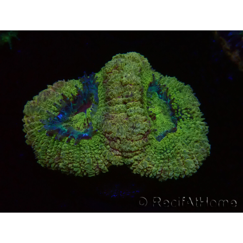 WYSIWYG Micromussa lordhowensis INDO (ex Acanthastrea) 25F10