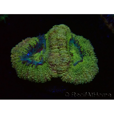 WYSIWYG Micromussa lordhowensis (ehemals Acanthastrea)
