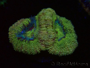 WYSIWYG Micromussa lordhowensis (ex Acanthastrea)