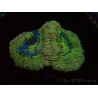 WYSIWYG Micromussa lordhowensis INDO (ex Acanthastrea) 25F10