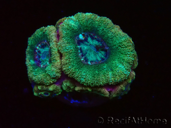 WYSIWYG Micromussa lordhowensis (antes Acanthastrea)
