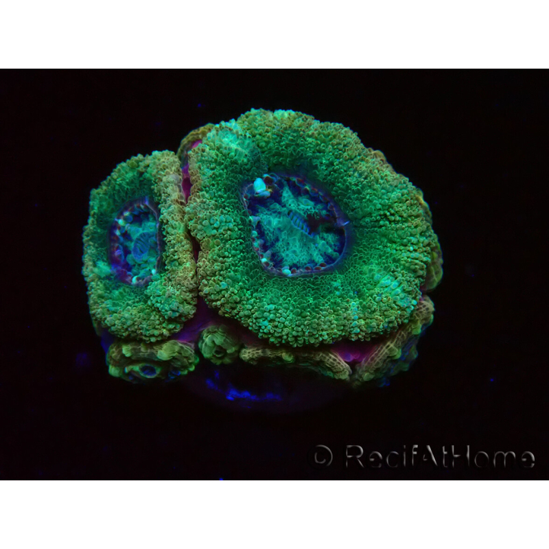 WYSIWYG Micromussa lordhowensis INDO (ex Acanthastrea) 25G5