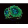 WYSIWYG Micromussa lordhowensis (antes Acanthastrea)