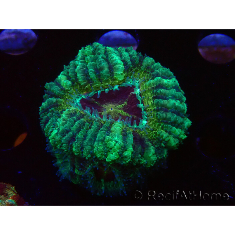 WYSIWYG Micromussa lordhowensis INDO (ex Acanthastrea) 25G6