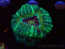WYSIWYG Micromussa lordhowensis (formerly Acanthastrea)