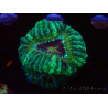 WYSIWYG Micromussa lordhowensis (antes Acanthastrea)