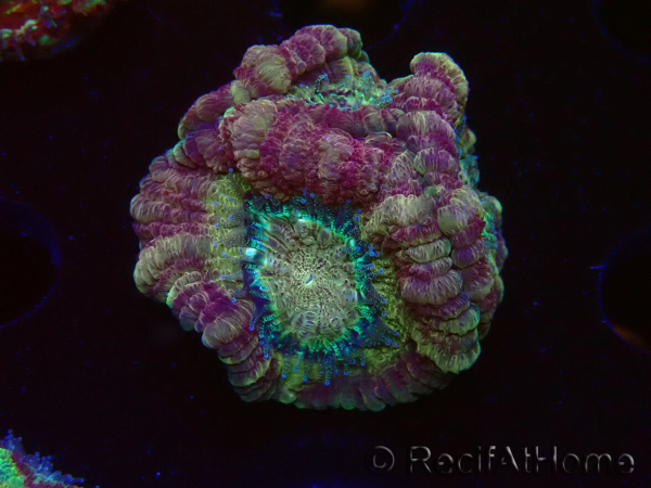 WYSIWYG Micromussa lordhowensis (formerly Acanthastrea)