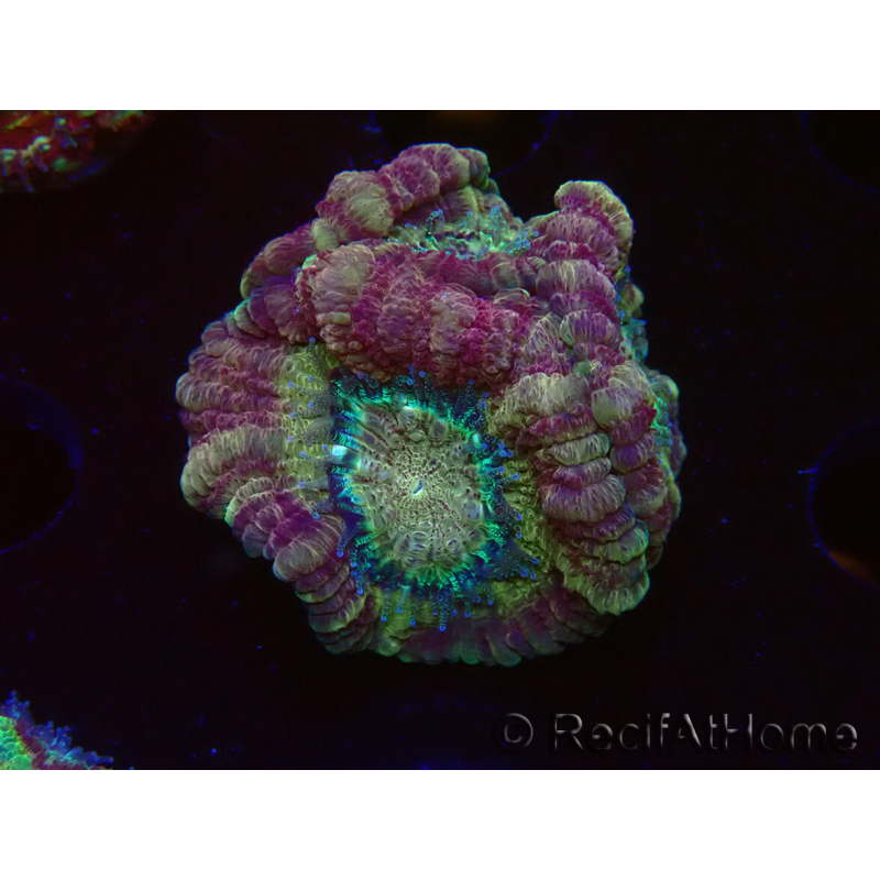WYSIWYG Micromussa lordhowensis (antes Acanthastrea)