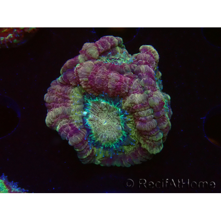 WYSIWYG Micromussa lordhowensis (formerly Acanthastrea)