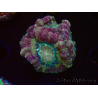 WYSIWYG Micromussa lordhowensis (antes Acanthastrea)