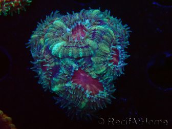 WYSIWYG Micromussa lordhowensis (formerly Acanthastrea)