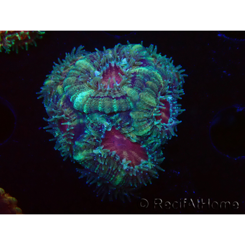WYSIWYG Micromussa lordhowensis INDO (ex Acanthastrea) 25G9