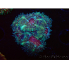 WYSIWYG Micromussa lordhowensis INDO (ex Acanthastrea) 25G9