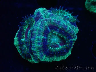 WYSIWYG Micromussa lordhowensis (antes Acanthastrea)