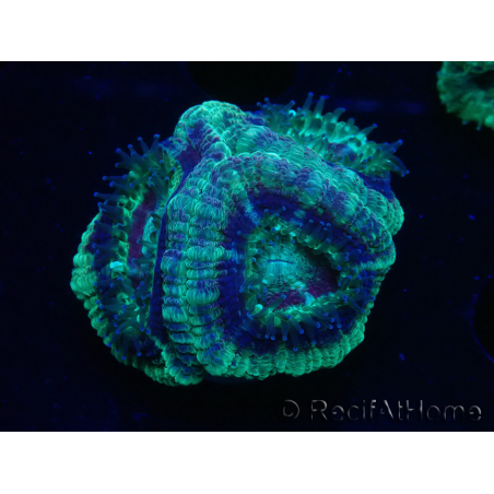 WYSIWYG Micromussa lordhowensis (ex Acanthastrea)
