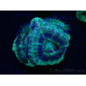 WYSIWYG Micromussa lordhowensis (antes Acanthastrea)