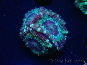 WYSIWYG Micromussa lordhowensis (ehemals Acanthastrea)