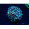 WYSIWYG Micromussa lordhowensis (antes Acanthastrea)