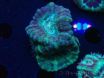 WYSIWYG Micromussa lordhowensis (formerly Acanthastrea)