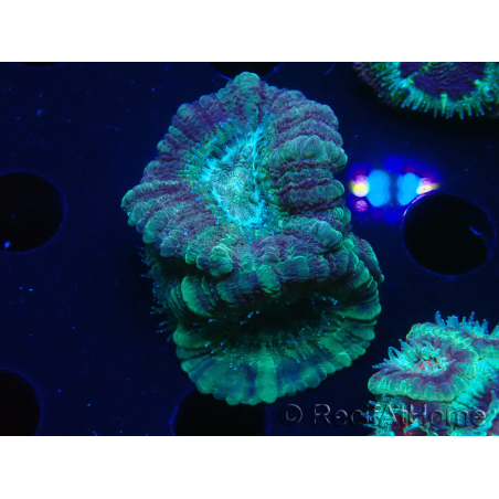 WYSIWYG Micromussa lordhowensis (ex Acanthastrea)