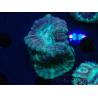 WYSIWYG Micromussa lordhowensis (antes Acanthastrea)