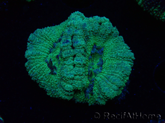 WYSIWYG Micromussa lordhowensis (formerly Acanthastrea)