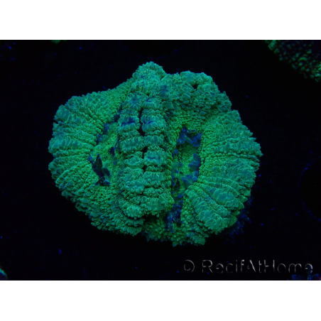 WYSIWYG Micromussa lordhowensis (ex Acanthastrea)