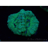 WYSIWYG Micromussa lordhowensis INDO (ex Acanthastrea) 25D1