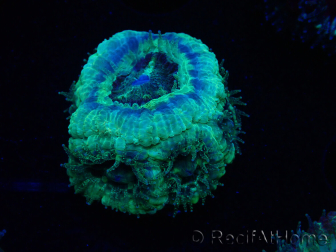WYSIWYG Micromussa lordhowensis (antes Acanthastrea)