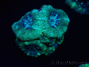 WYSIWYG Micromussa lordhowensis (ehemals Acanthastrea)