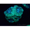 WYSIWYG Micromussa lordhowensis (ehemals Acanthastrea)