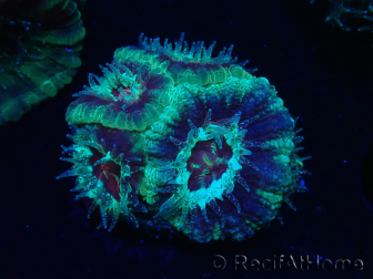 WYSIWYG Micromussa lordhowensis (formerly Acanthastrea)