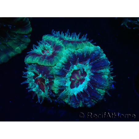 WYSIWYG Micromussa lordhowensis (formerly Acanthastrea)